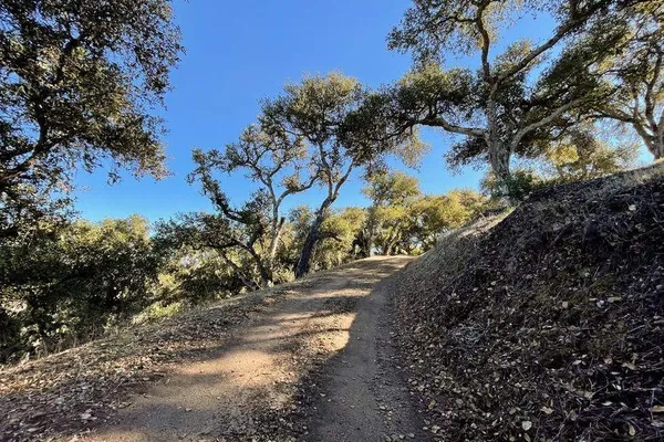 a view of a yard with plants and large trees