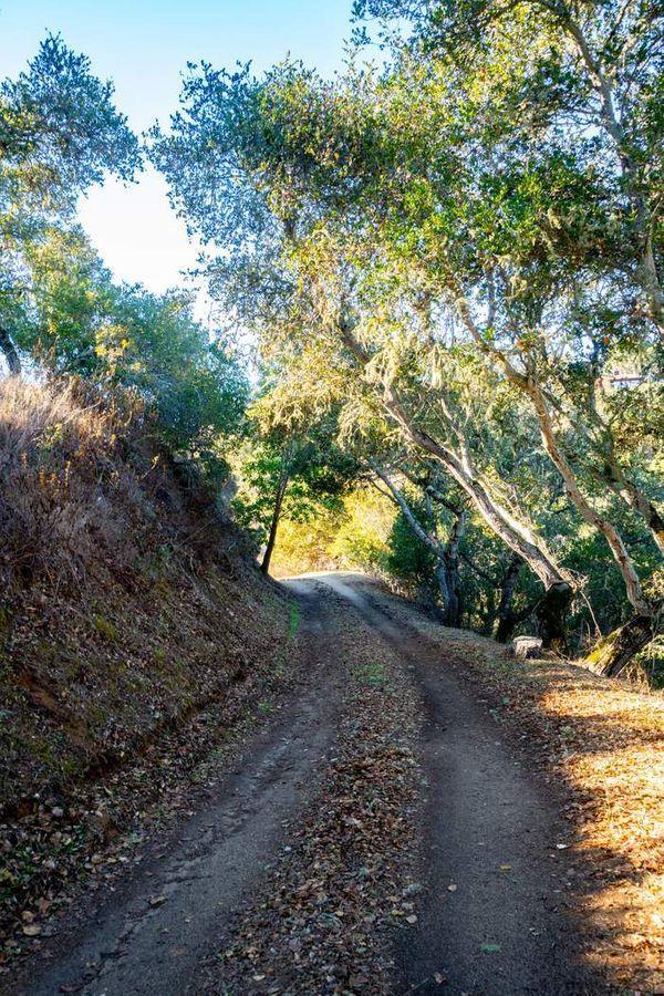 17114 Cachagua Road Carmel Valley, CA 93924 - Photo 9 of 31 a view of a yard with plants and large trees