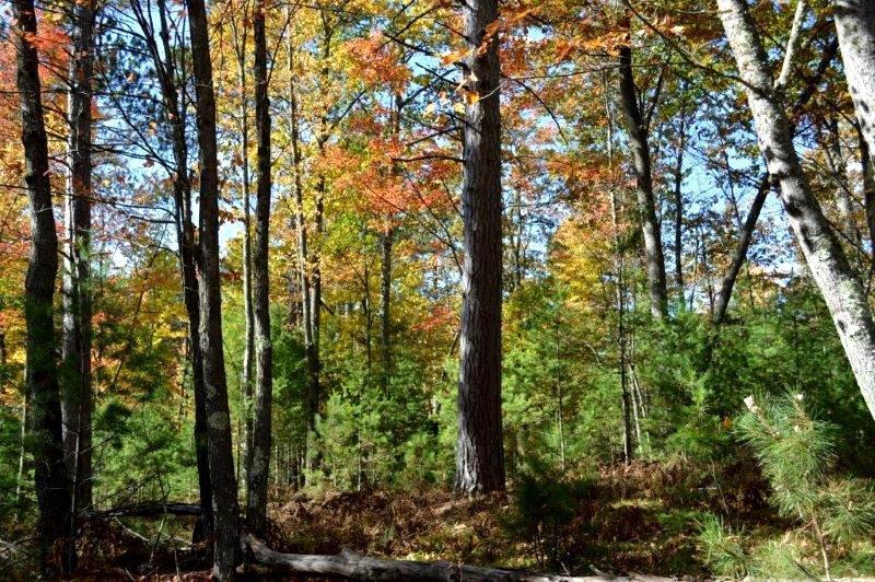 On Wakefield Lake Road, Unit LOT 2 St. Germain, WI 54558 - Photo 15 of 15 Gallery Image 15