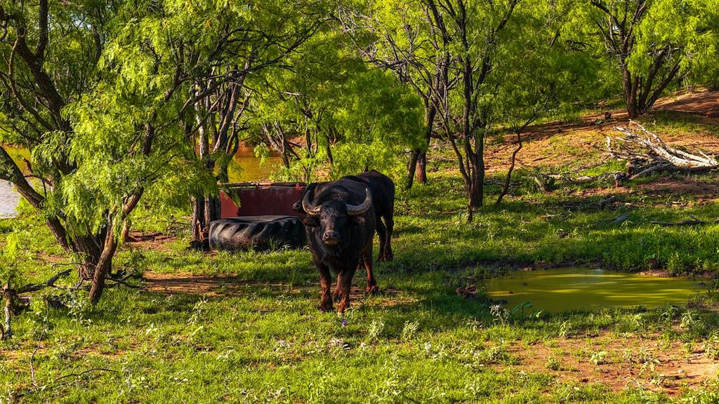 10000 Fm 209 Graham, TX 76450 - Photo 35 of 40