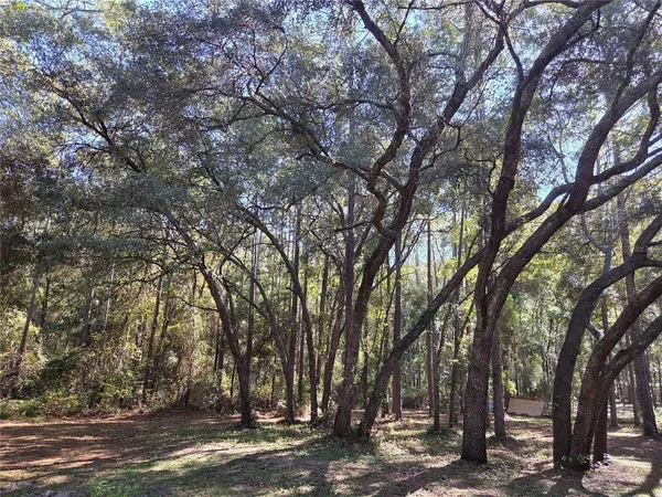 a view of a forest with trees