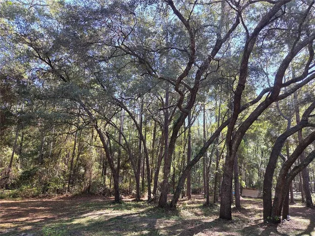 a view of a forest with trees