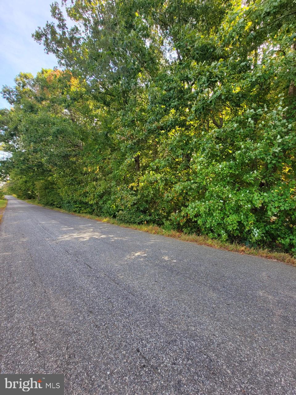 10910 Edenton Road Partlow, VA 22534 - Photo 2 of 3 a view of a big yard with plants and large trees