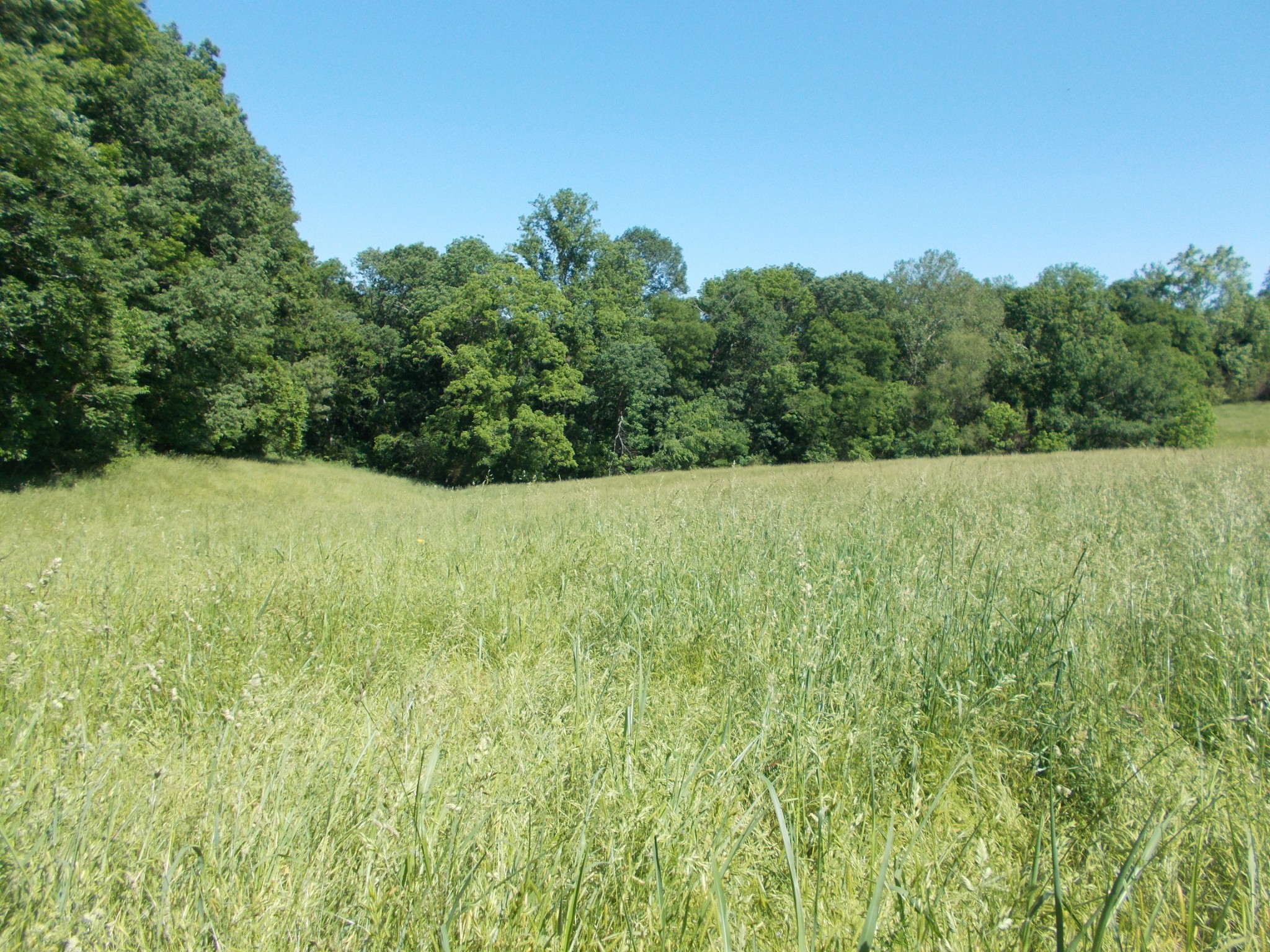 2846 Lockertsville Road Ashland City, TN 37015 - Photo 11 of 37 a view of hard wood and green space
