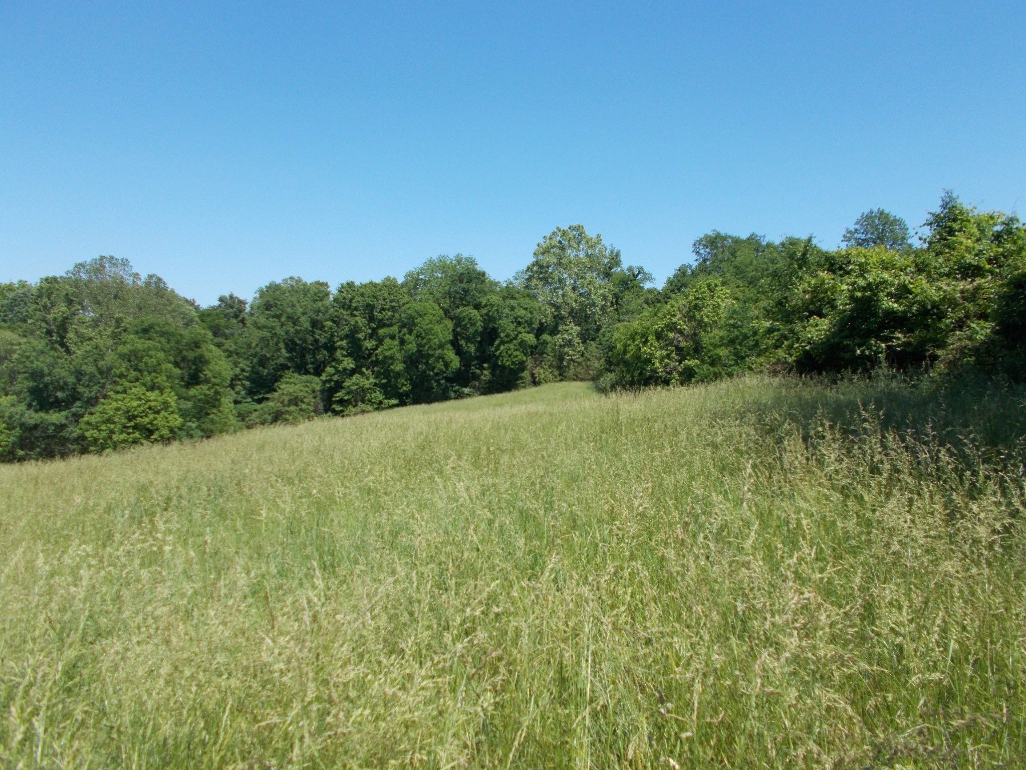 2846 Lockertsville Road Ashland City, TN 37015 - Photo 8 of 37 a view of a big yard with plants and large tree