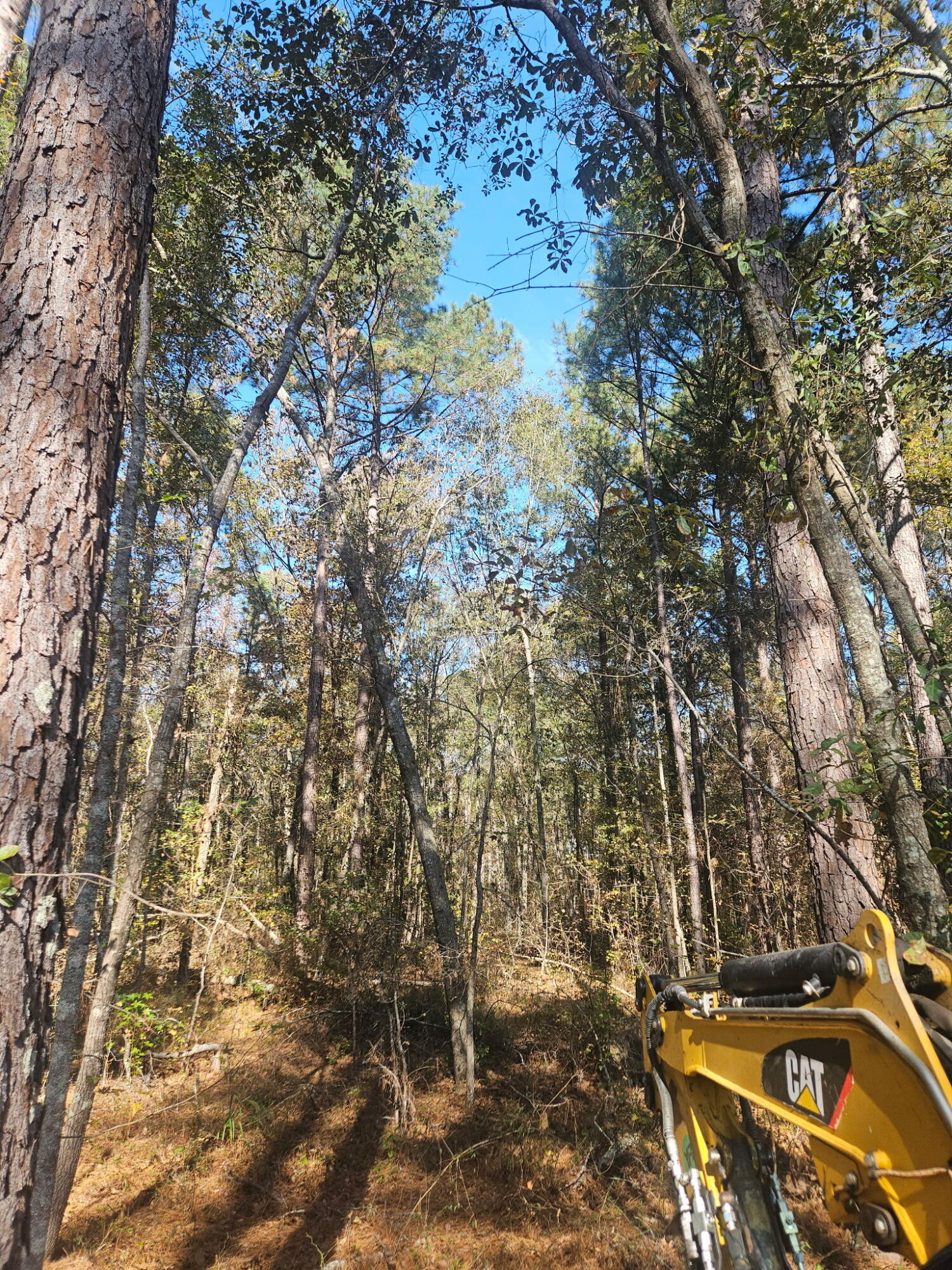 3979 Campground Road Wrens, GA 30833 - Photo 3 of 6 More beautiful timber