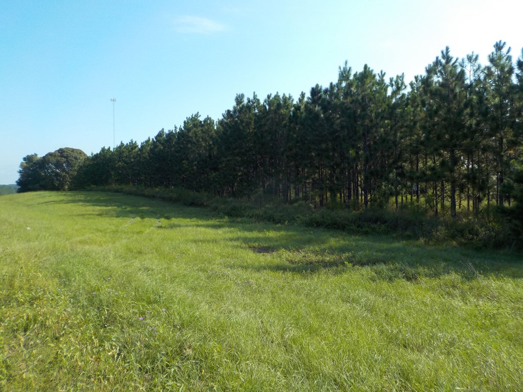 18/ Cty Road Headland, AL 36345 - Photo 5 of 22
