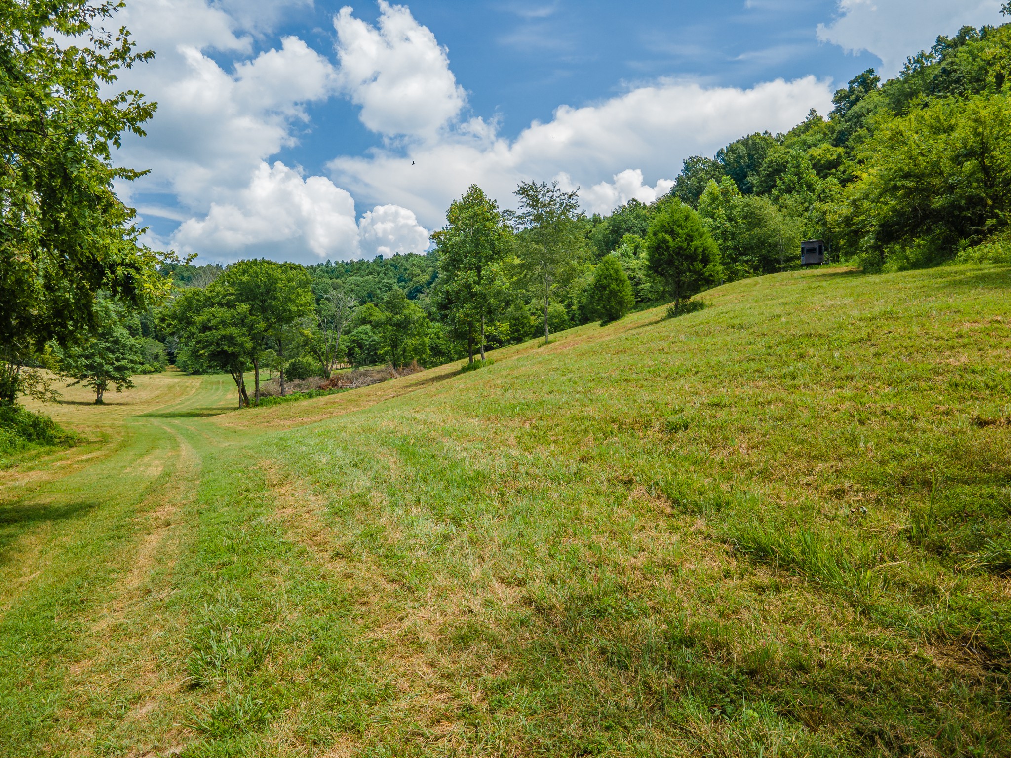 2970 Springplace Road Belfast, TN 37019 - Photo 20 of 38 a view of a big yard with large trees