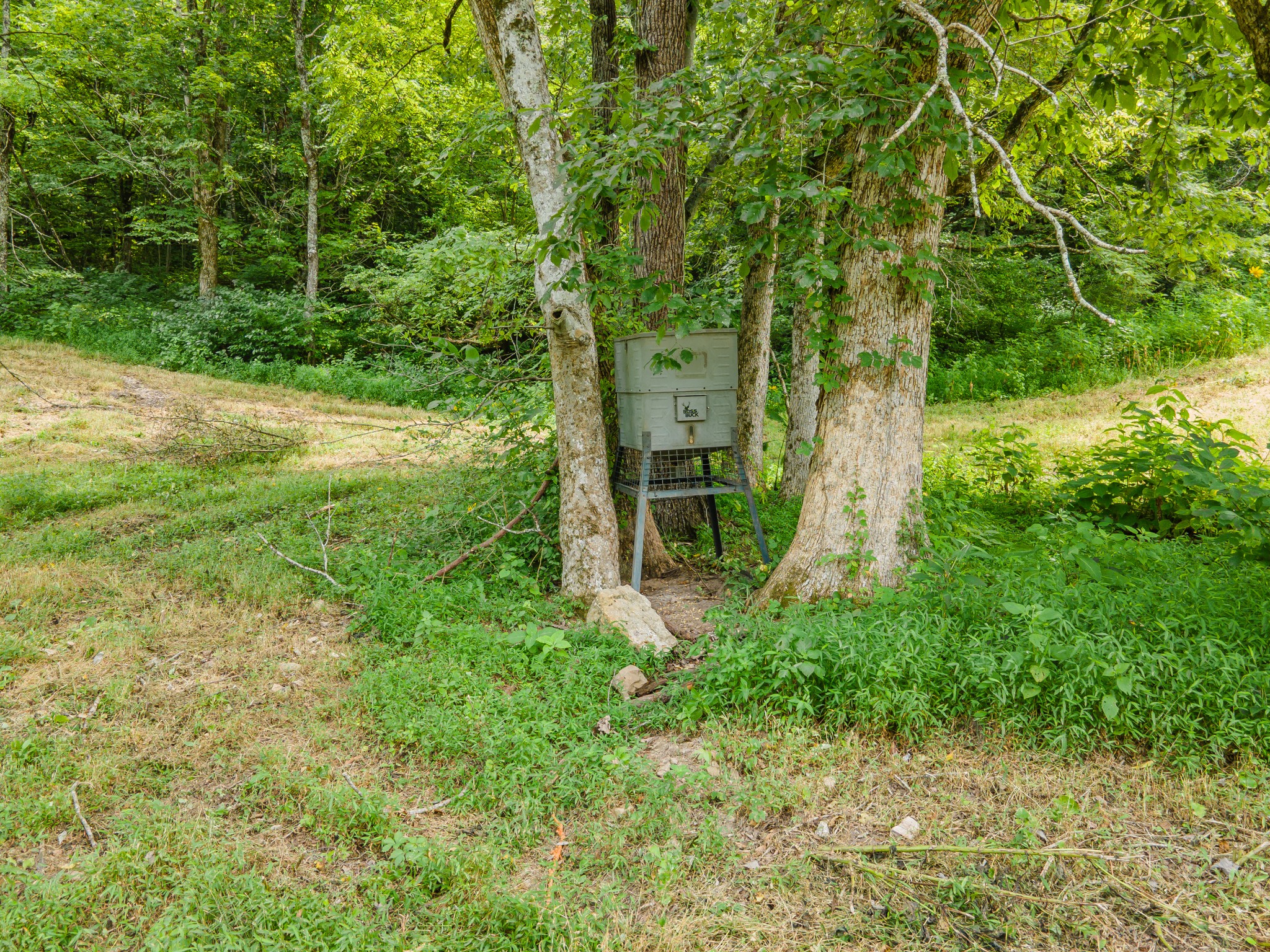 2970 Springplace Road Belfast, TN 37019 - Photo 25 of 38 a backyard of a house with plants and large trees