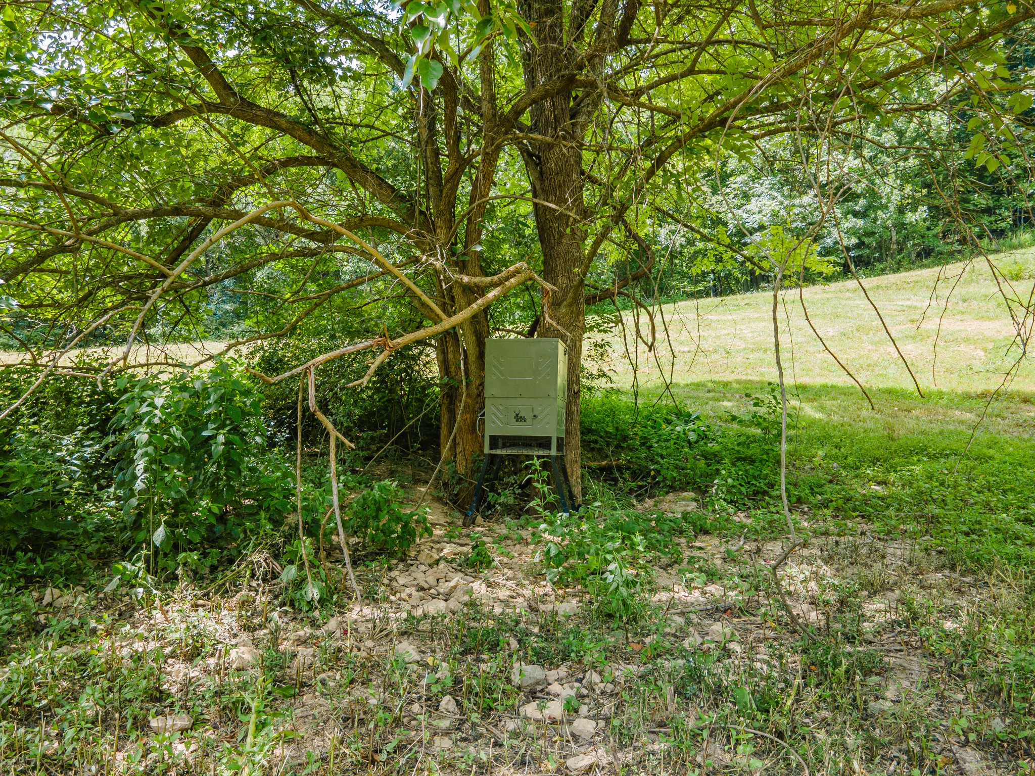 2970 Springplace Road Belfast, TN 37019 - Photo 26 of 38 a green field with lots of bushes