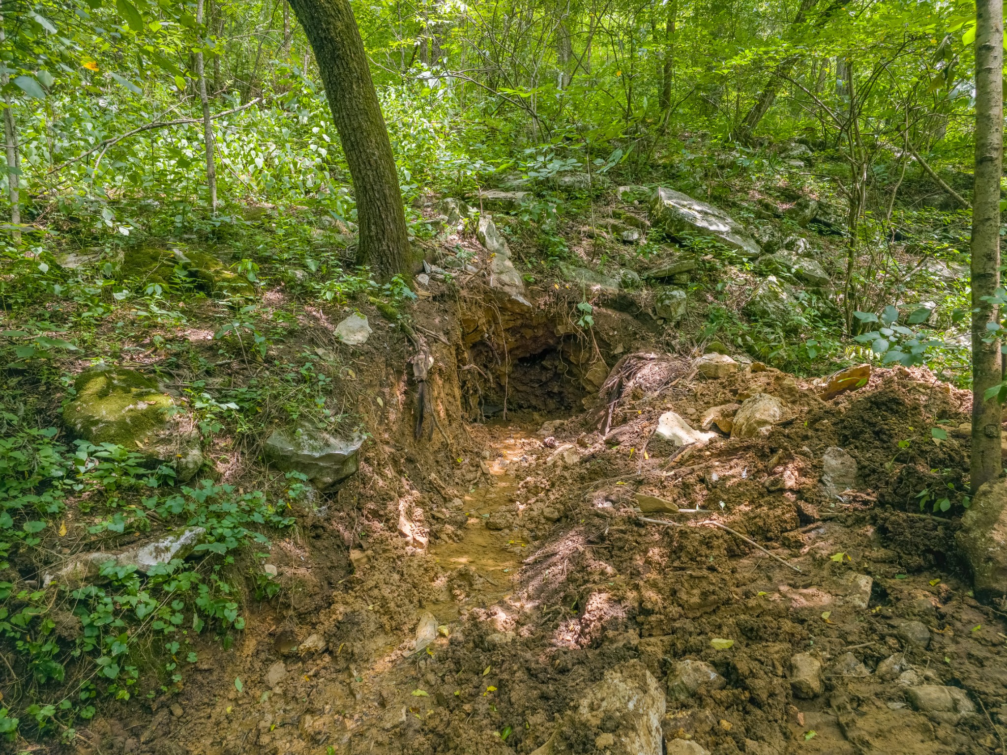 2970 Springplace Road Belfast, TN 37019 - Photo 31 of 38 a view of a yard with plants and trees