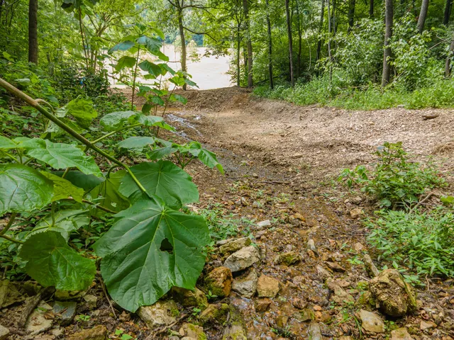 a view of a big yard