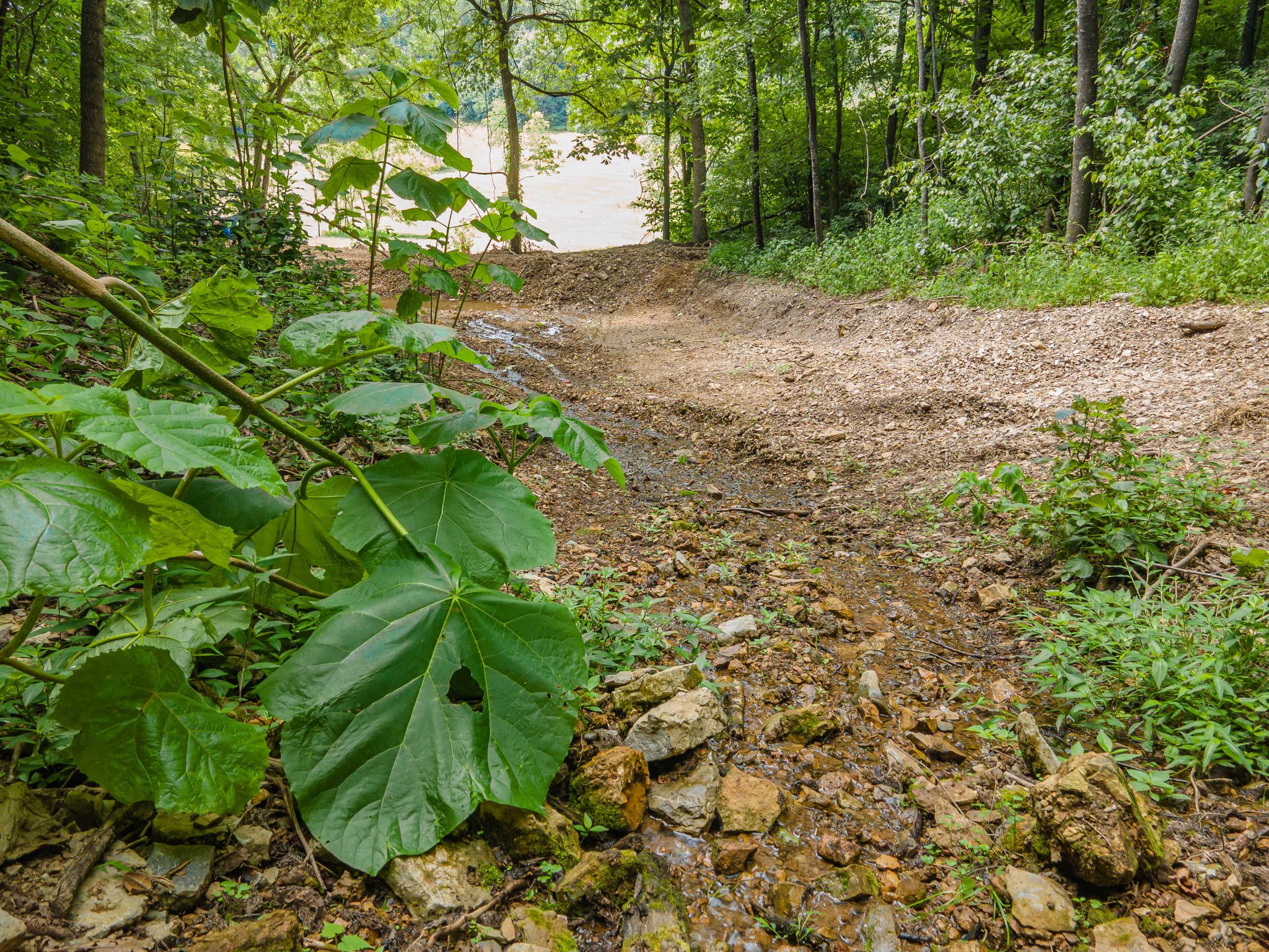2970 Springplace Road Belfast, TN 37019 - Photo 34 of 38 a backyard of a house with lots of green space