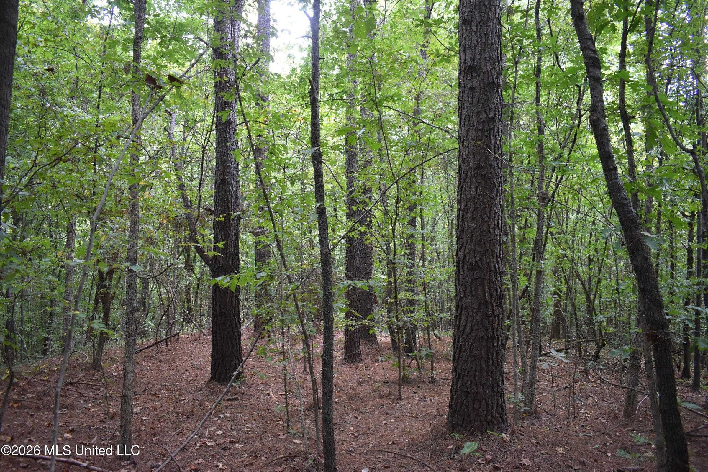 700 Front Road Benoit, MS 38725 - Photo 14 of 31 Gallery Image 14