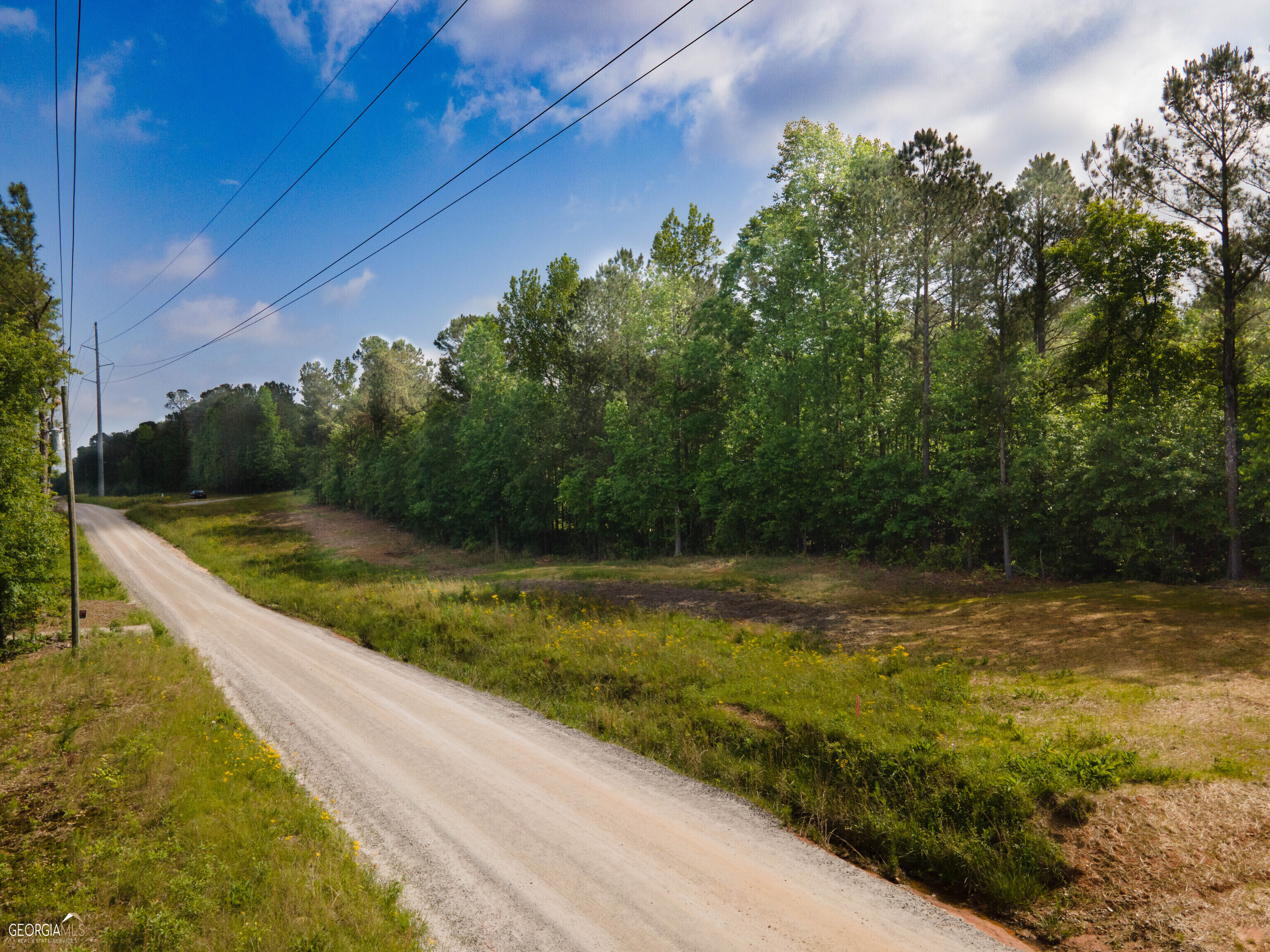 a view of a yard with large tree