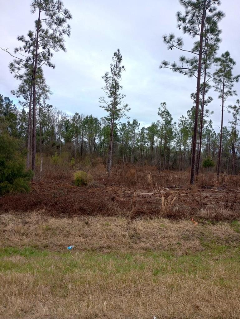 0 East Liberty Road Pansey, AL 36370 - Photo 1 of 1