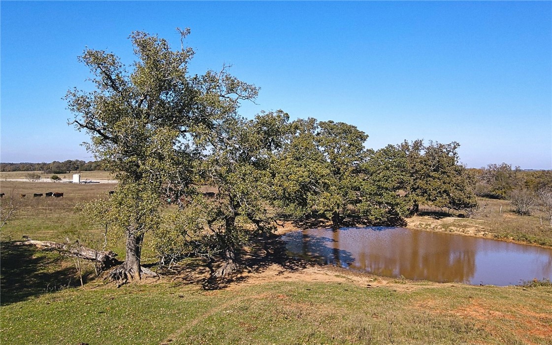 4834 Old Boone Prairie Road Franklin, TX 77856 - Photo 38 of 39 a view of a yard with a tree