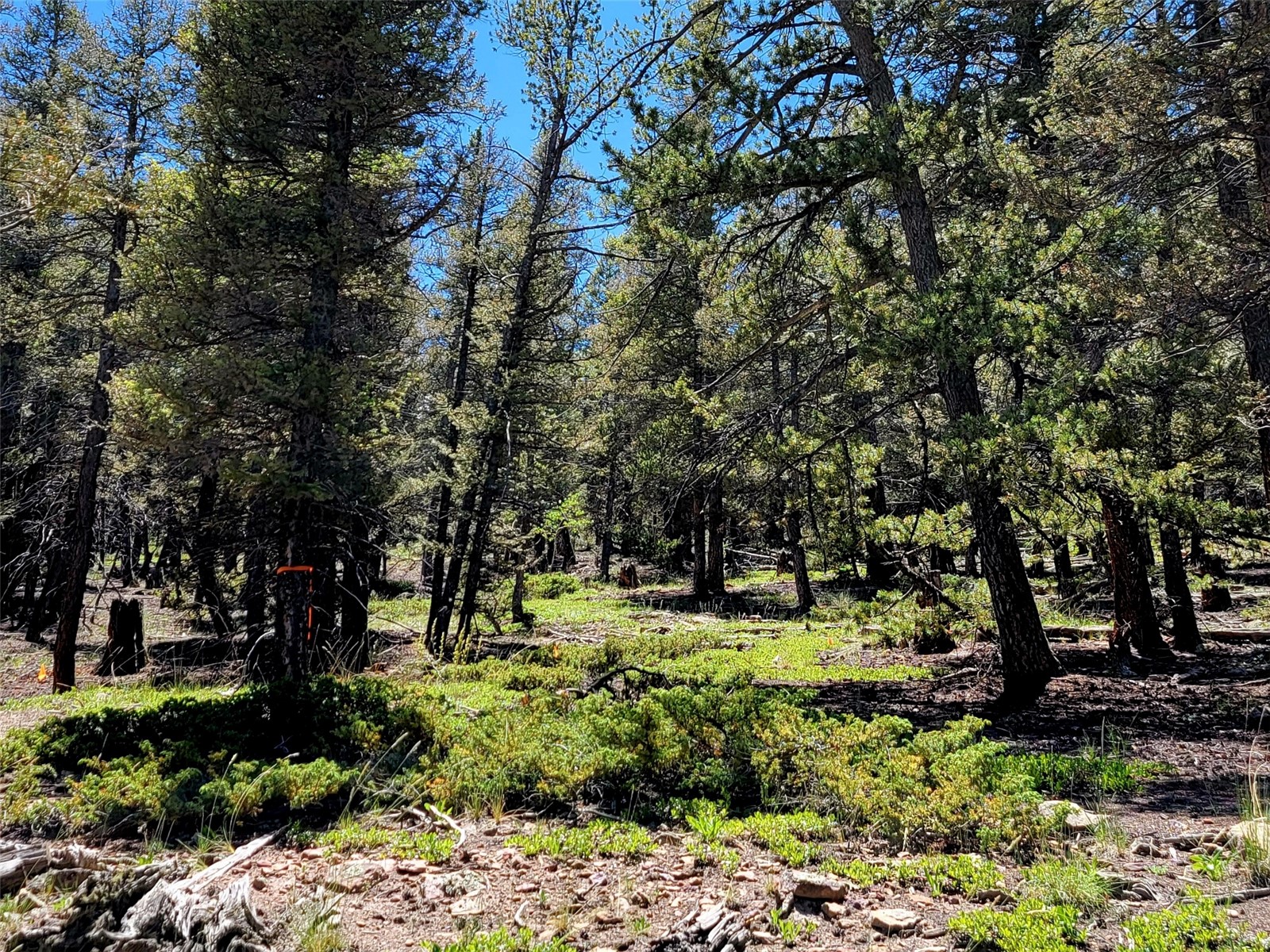 2799 Redhill Road Fairplay, CO 80440 - Photo 26 of 35 View of local wilderness