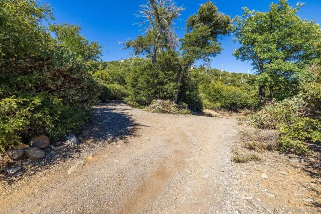 a view of a dry yard covered with trees