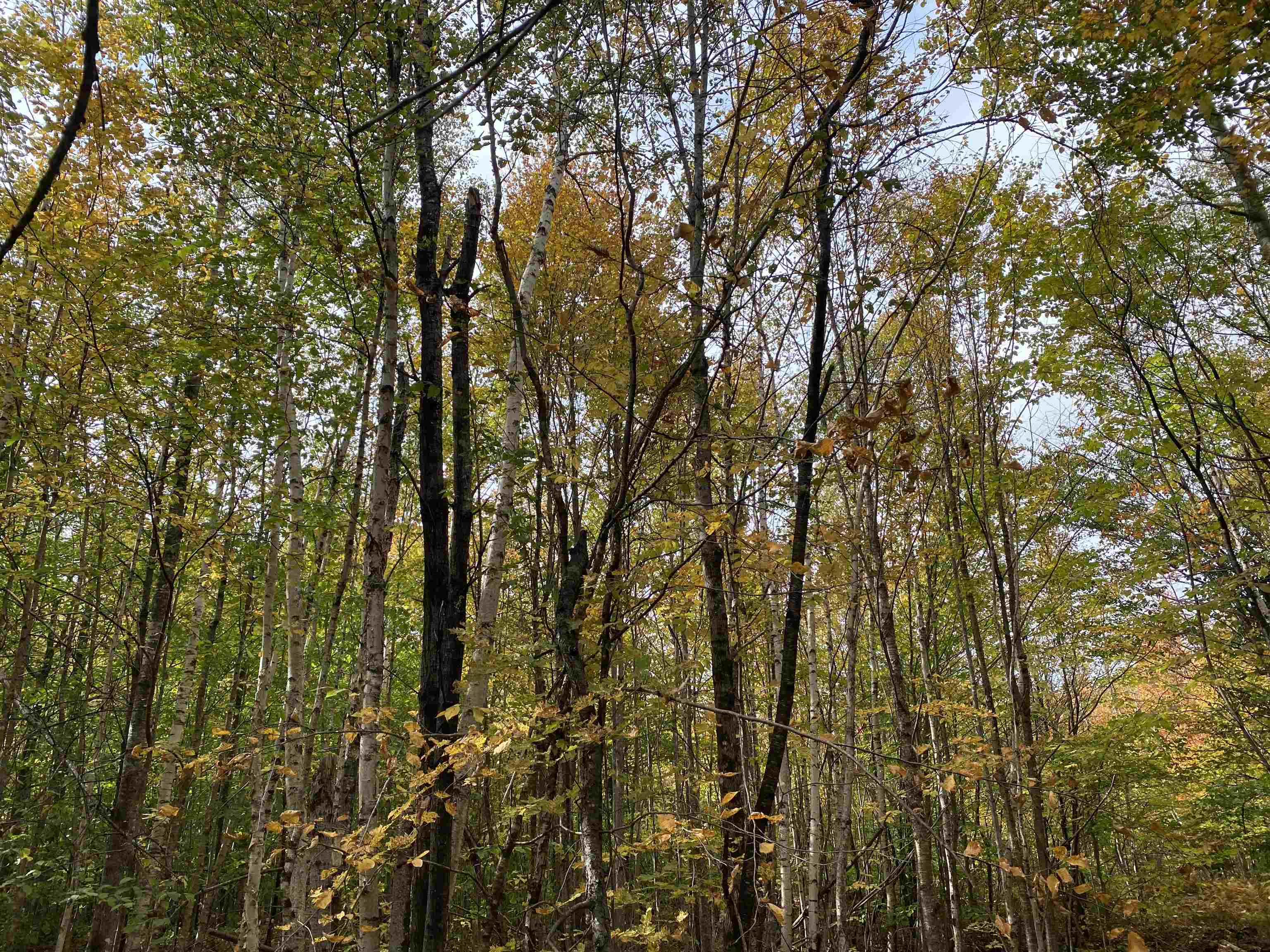 450 Cutting Road Concord, VT 05824 - Photo 13 of 20