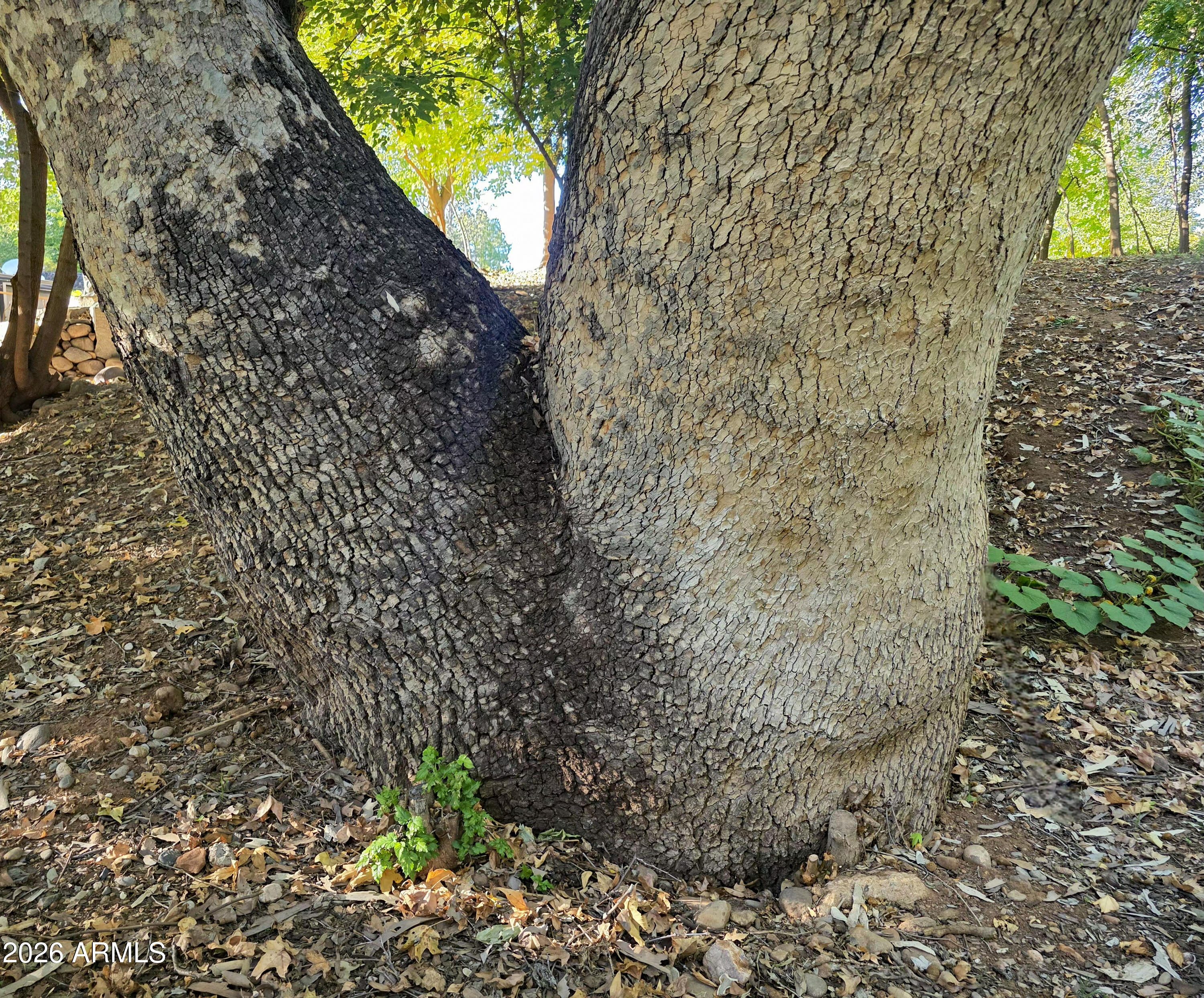 1225 East Willow Point Road Cornville, AZ 86325 - Photo 127 of 132 Tree