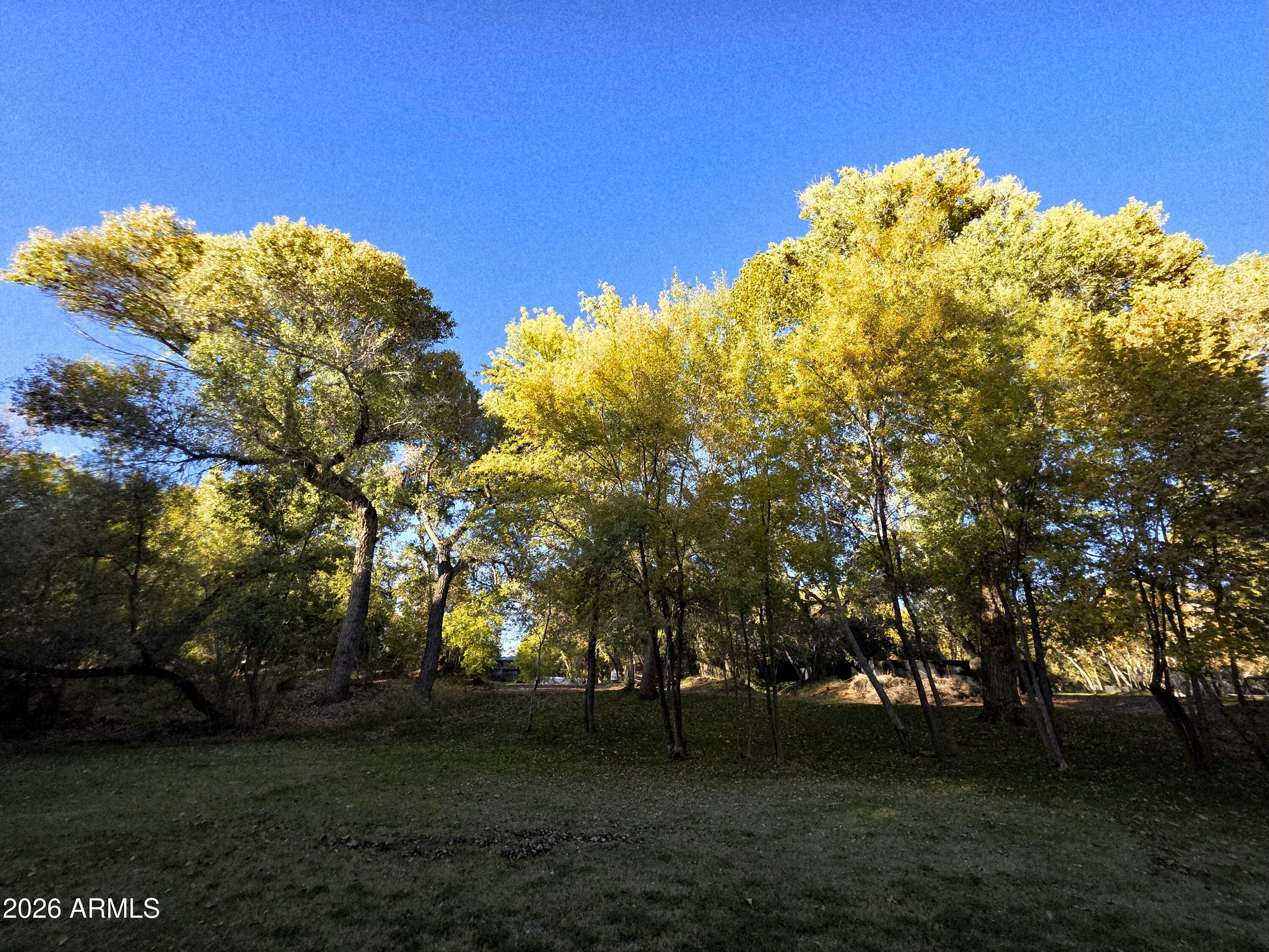 1225 East Willow Point Road Cornville, AZ 86325 - Photo 128 of 132 Trees