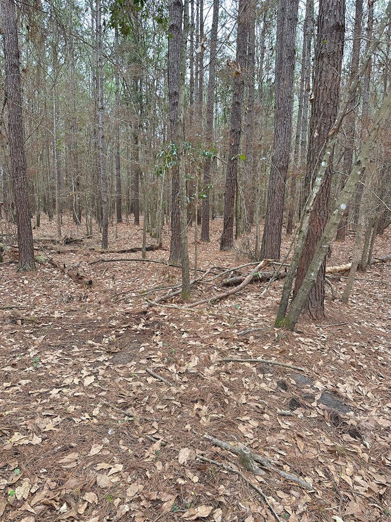 0 Freddie Whiddon Road Webb, AL 36376 - Photo 11 of 17