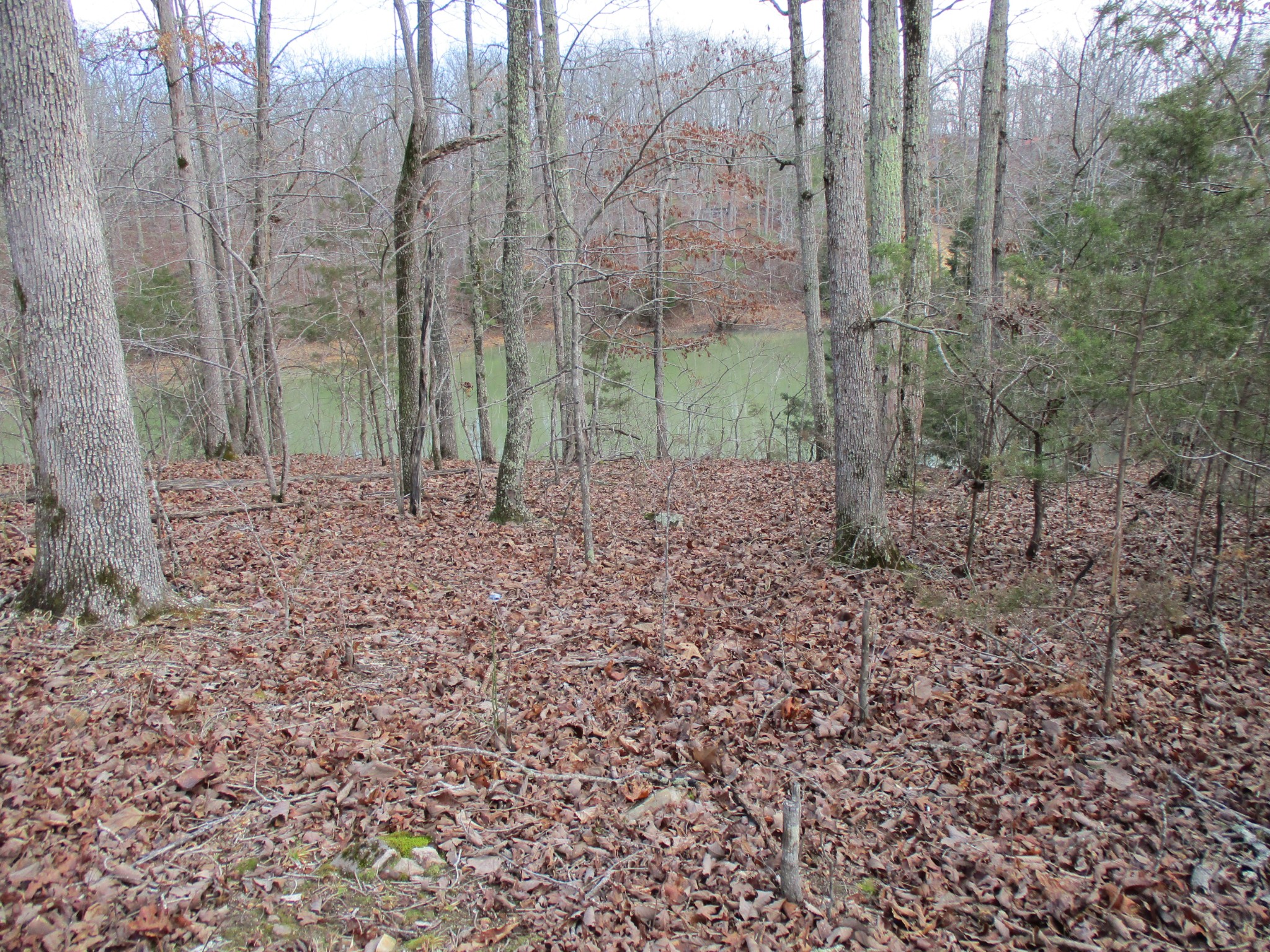 0 Split Lake Road Nunnelly, TN 37137 - Photo 2 of 8 a view of a forest with a trees