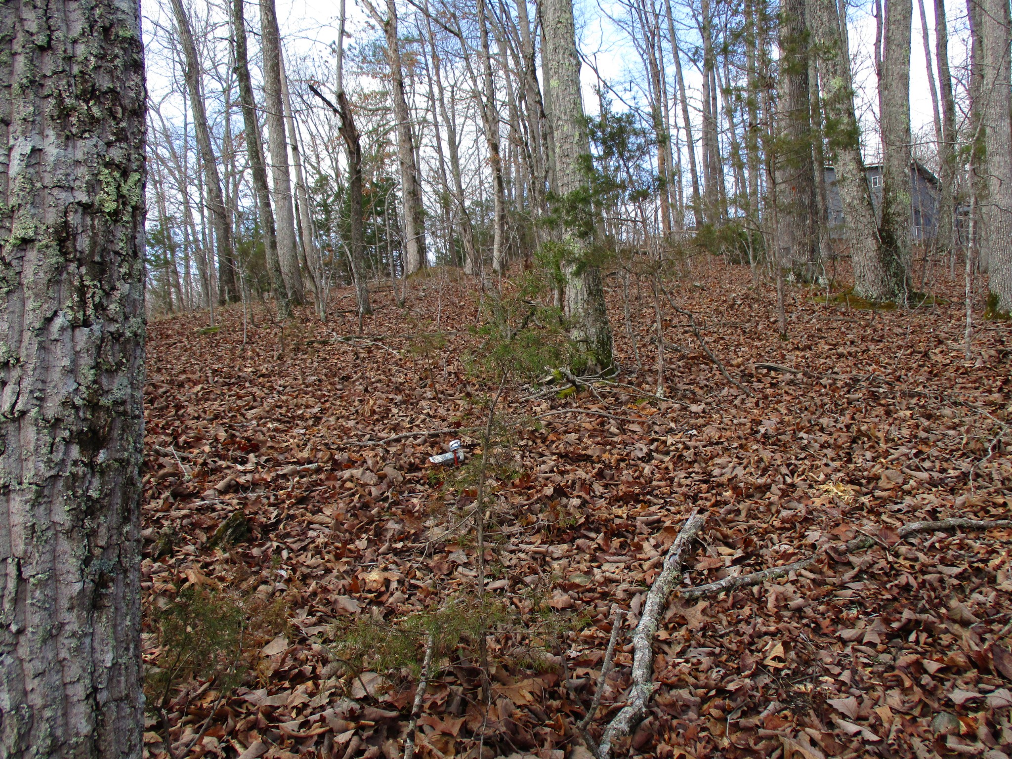 0 Split Lake Road Nunnelly, TN 37137 - Photo 4 of 8 a view of a forest with trees