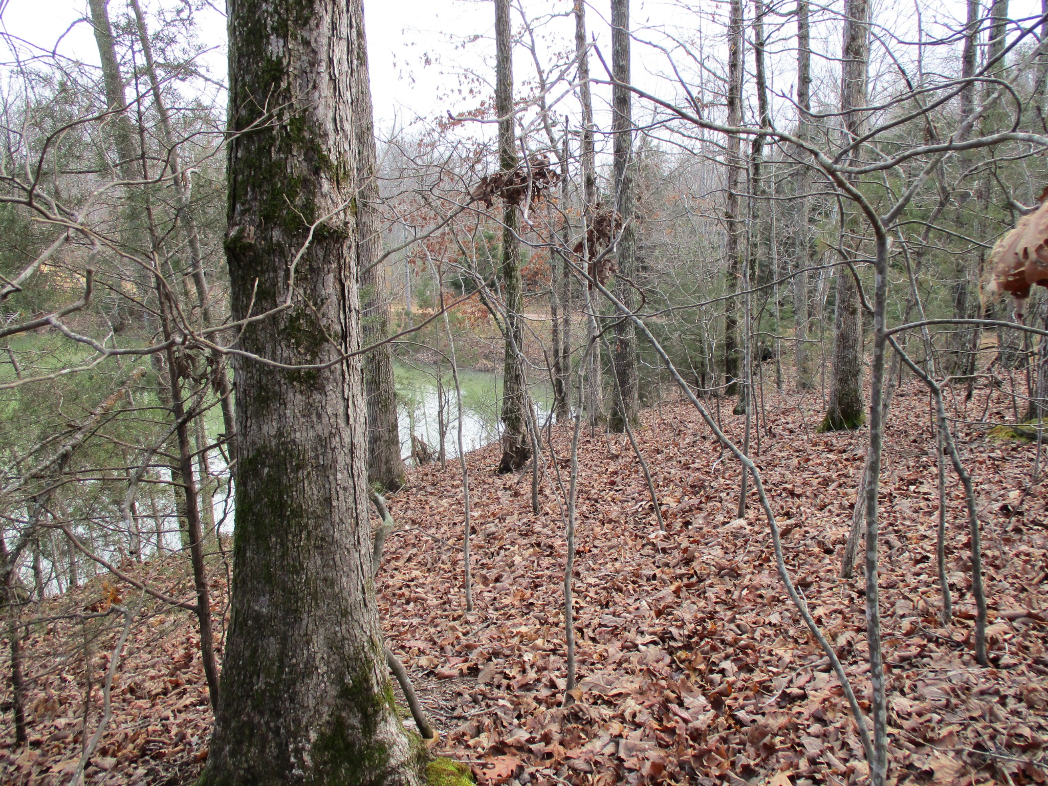 0 Split Lake Road Nunnelly, TN 37137 - Photo 5 of 8 a backyard of a house with lots of green space