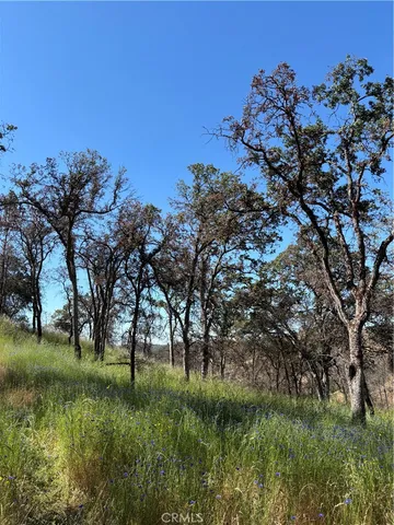 a view of a lush green space