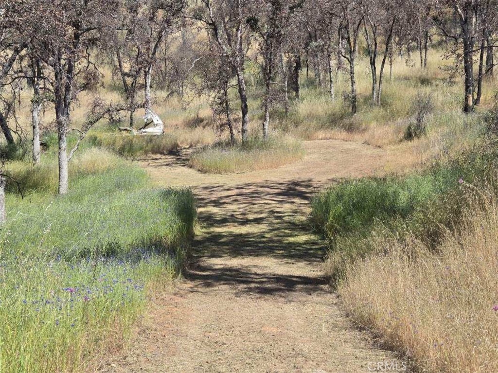 5358 Mariposa Heights Road Mariposa, CA 95338 - Photo 5 of 10 a view of a yard with an trees
