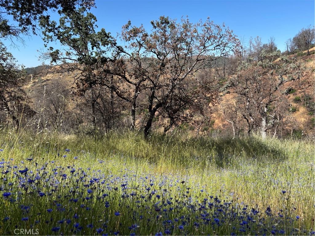 5358 Mariposa Heights Road Mariposa, CA 95338 - Photo 10 of 10 a view of a lake with a tree in the background
