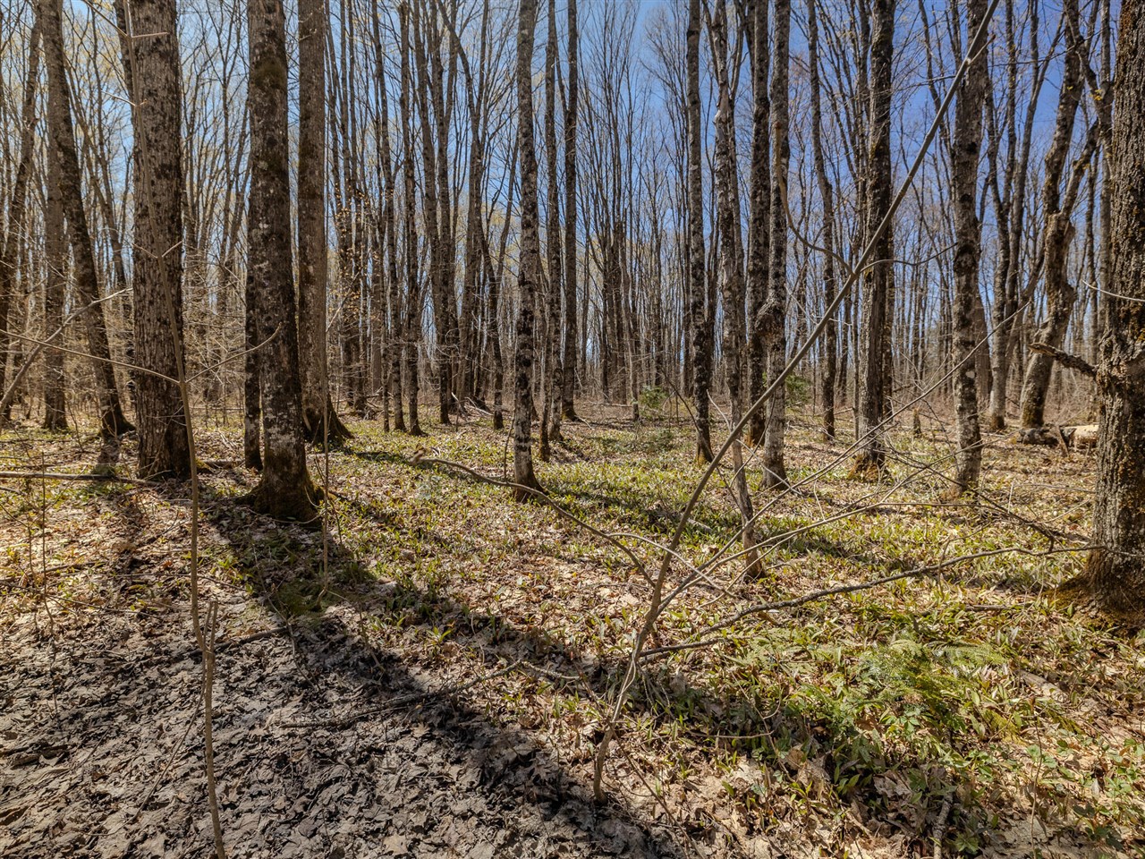 Lot 2 East Shore Road Bergland, MI 49910 - Photo 16 of 25
