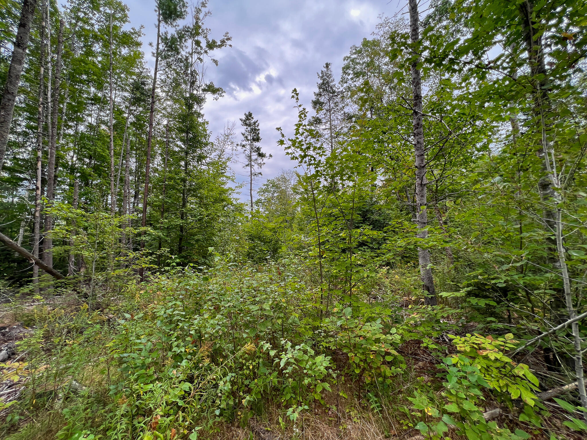 0 Springfield Road Danforth, ME 04424 - Photo 15 of 19 IMG_0596