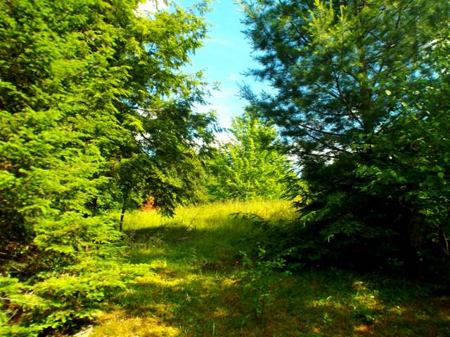 3.6-acre Maywood Road Deerbrook, WI 54424 - Photo 8 of 20 Gallery Image 8