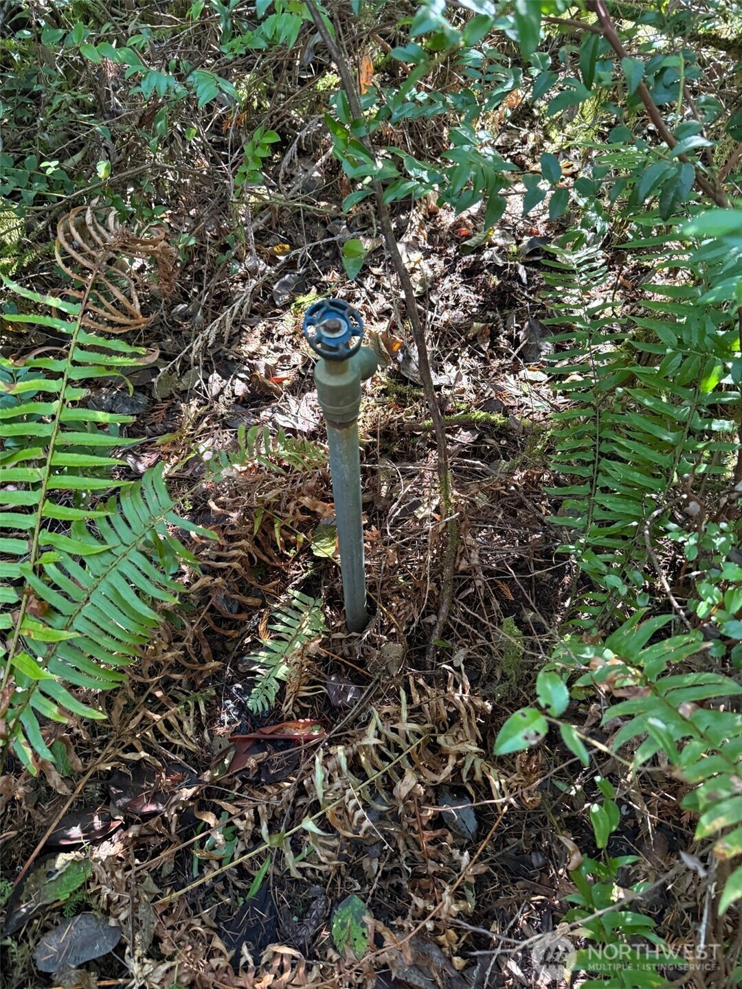 17430 27th Street Southwest Lakebay, WA 98349 - Photo 15 of 26 a picture of tree