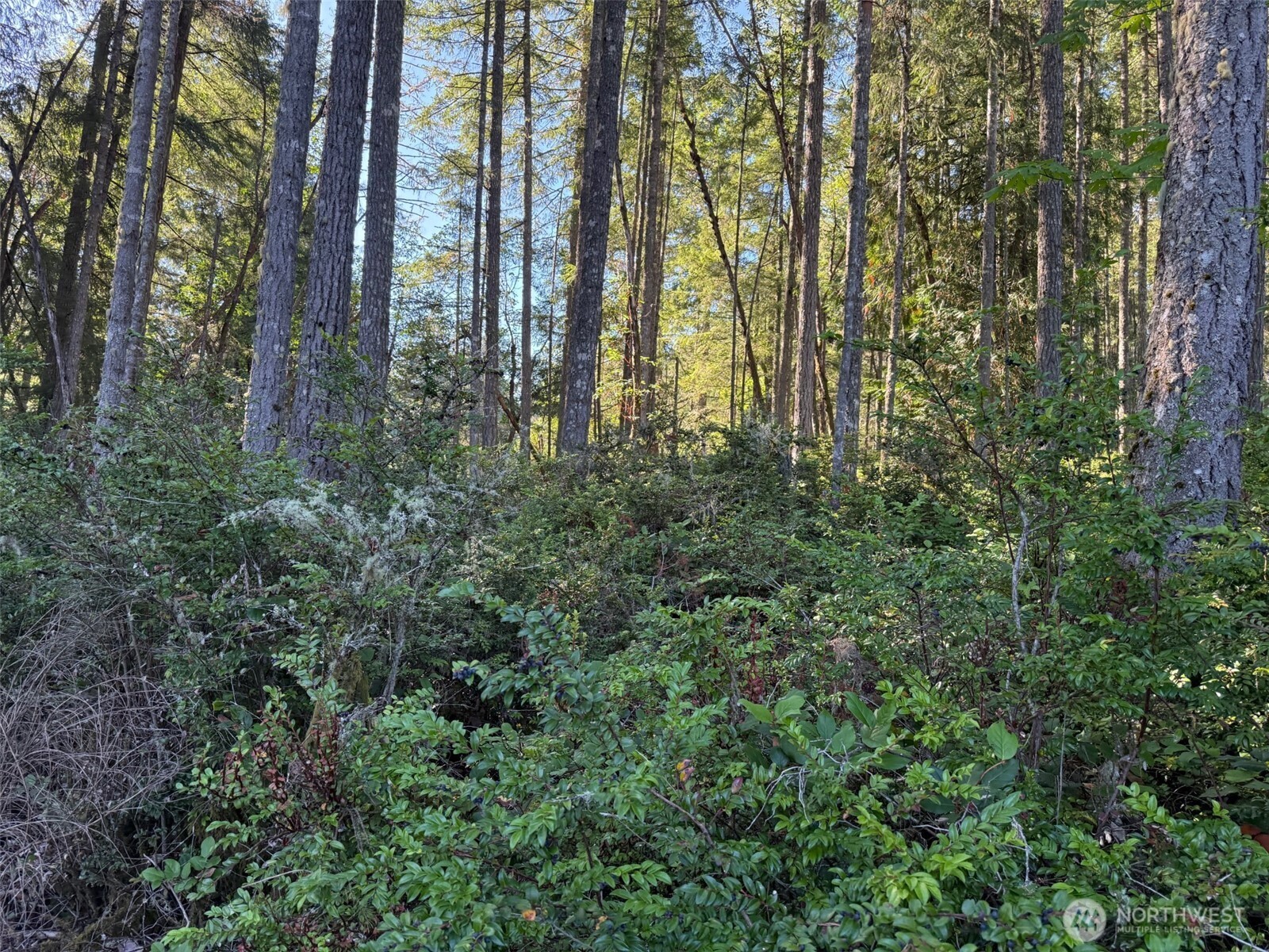 17430 27th Street Southwest Lakebay, WA 98349 - Photo 18 of 26 a view of forest