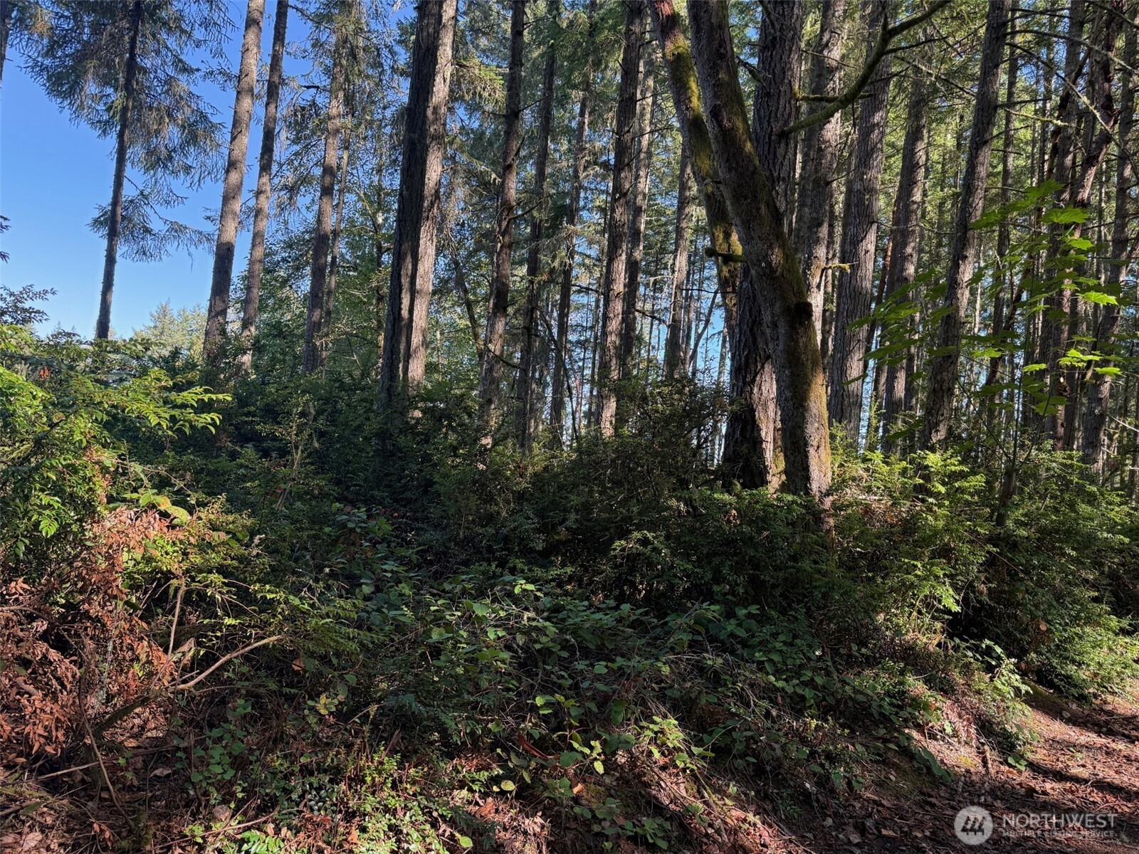 17430 27th Street Southwest Lakebay, WA 98349 - Photo 19 of 26 a view of a trees in a forest