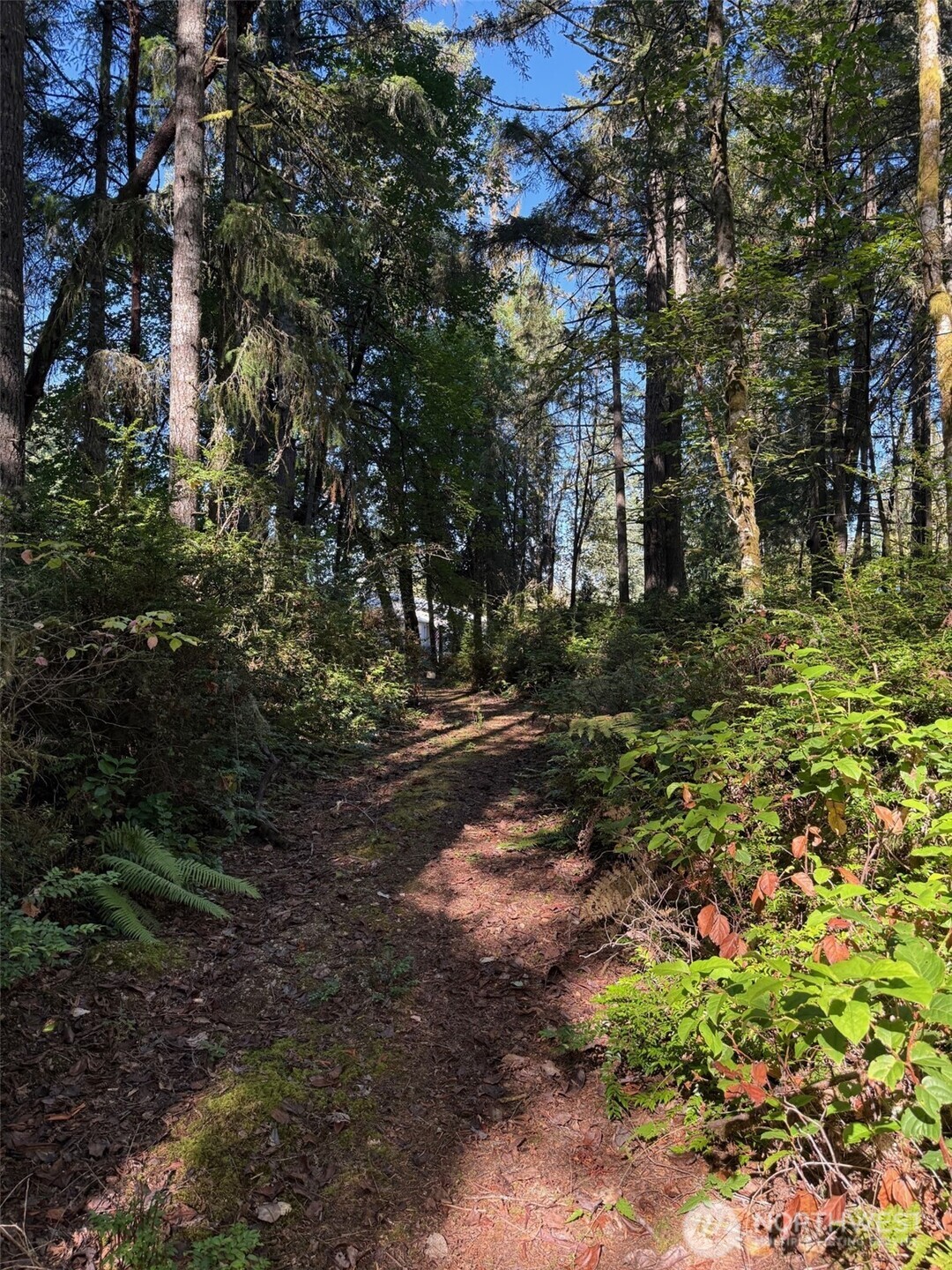 17430 27th Street Southwest Lakebay, WA 98349 - Photo 20 of 26 a view of a yard with plants and trees