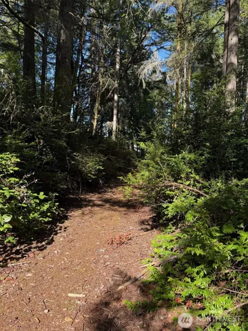 a view of a tree in a yard
