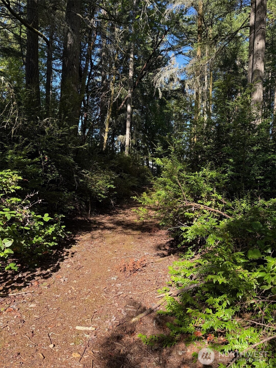 17430 27th Street Southwest Lakebay, WA 98349 - Photo 21 of 26 a view of a yard with plants and trees
