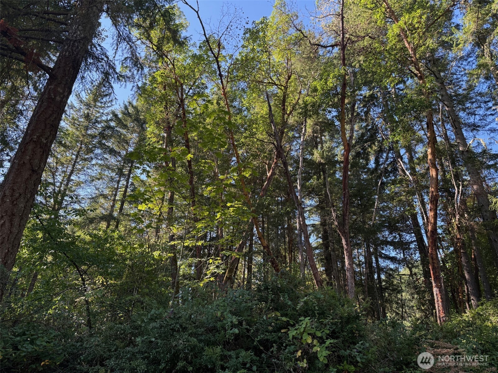 17430 27th Street Southwest Lakebay, WA 98349 - Photo 22 of 26 a view of a tree in a yard