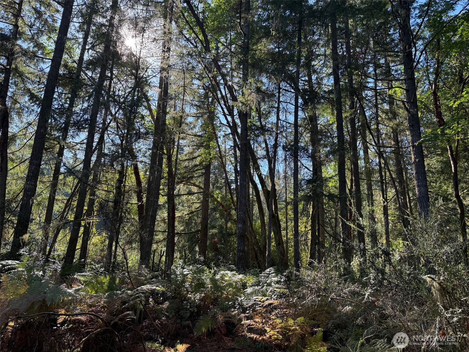 17430 27th Street Southwest Lakebay, WA 98349 - Photo 24 of 26 a view of a forest