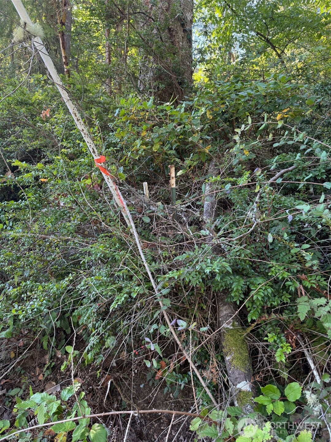 17430 27th Street Southwest Lakebay, WA 98349 - Photo 25 of 26 a plant that is in the forest