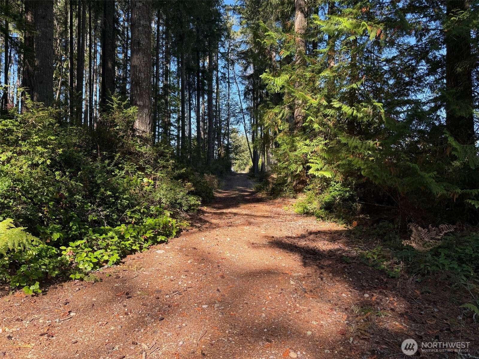 17430 27th Street Southwest Lakebay, WA 98349 - Photo 4 of 26 a view of a yard with plants and trees