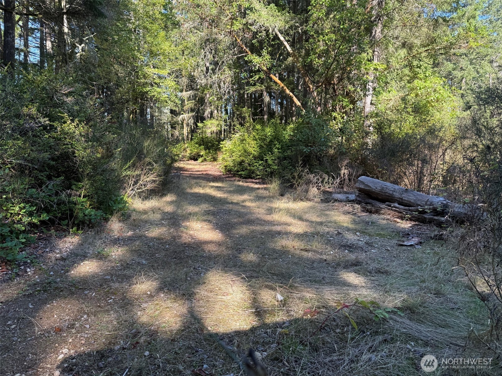 17430 27th Street Southwest Lakebay, WA 98349 - Photo 5 of 26 a view of a yard with plants and large trees