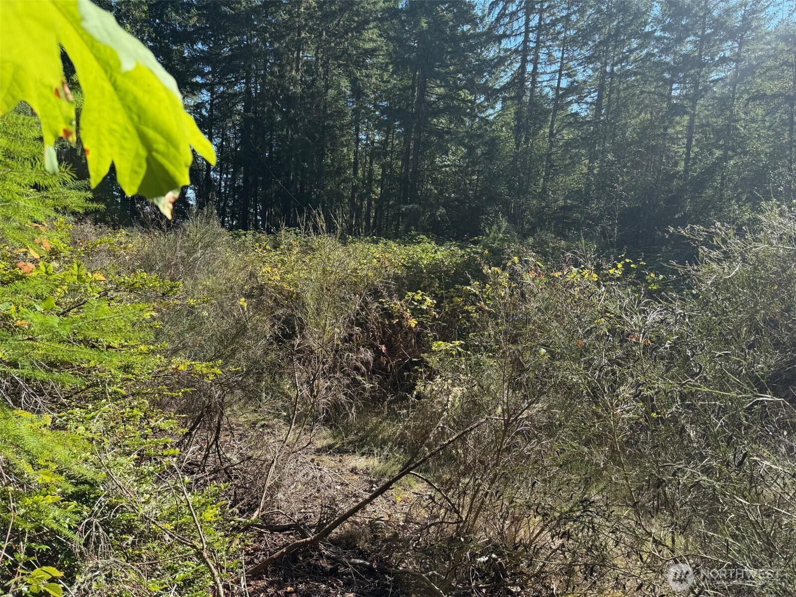 17430 27th Street Southwest Lakebay, WA 98349 - Photo 6 of 26 a view of a yard