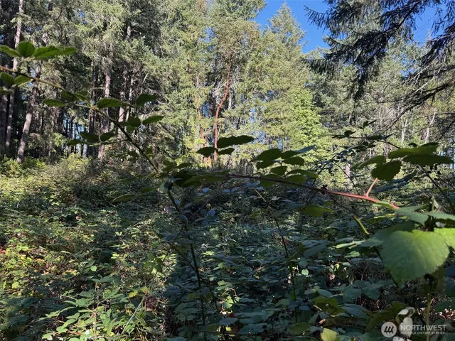 a view of a yard with a tree