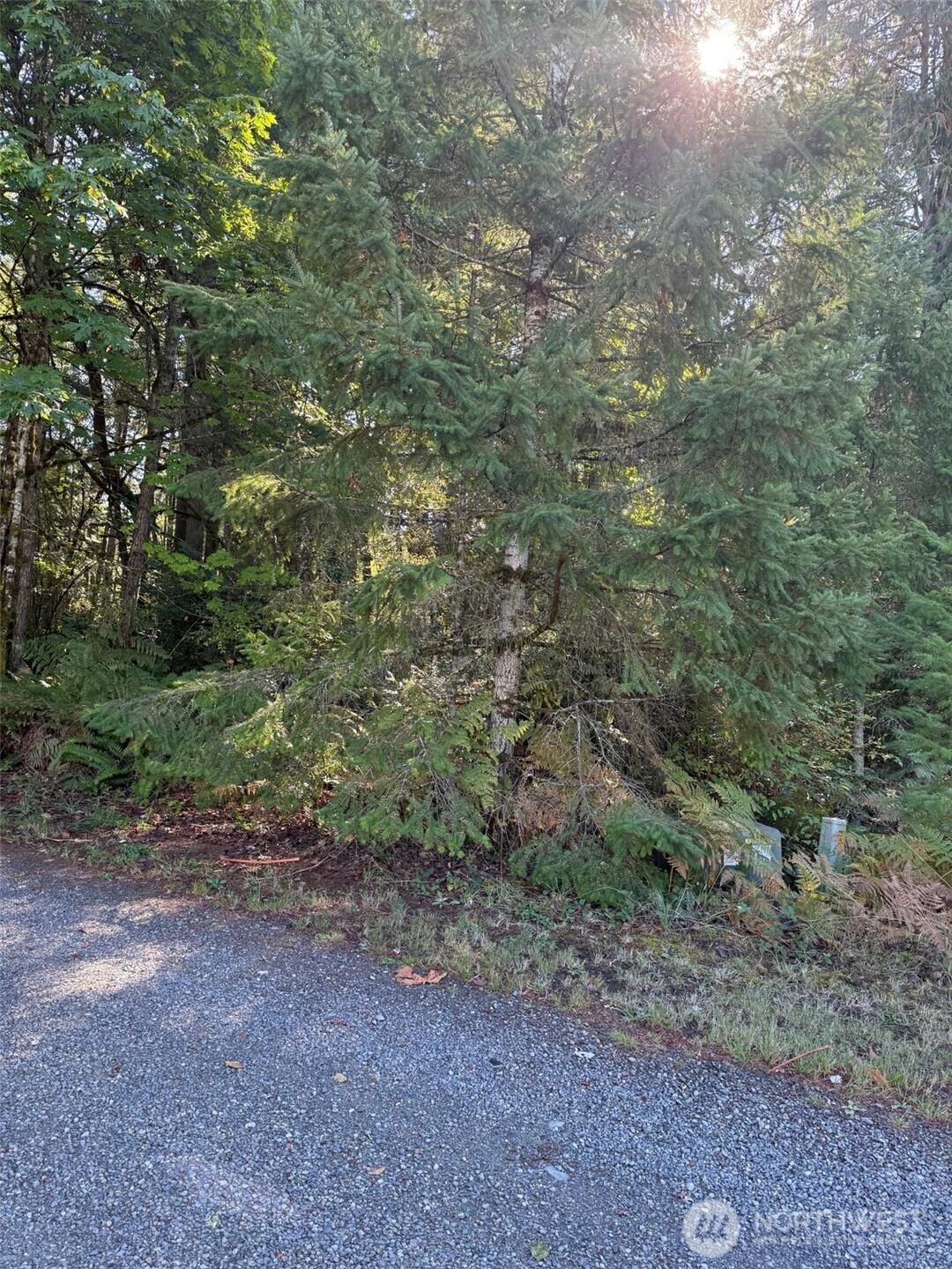 17430 27th Street Southwest Lakebay, WA 98349 - Photo 8 of 26 a view of a yard with a tree